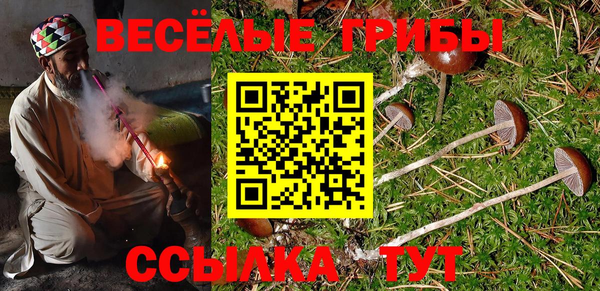 Псилоцибиновые грибы Cubensis Всеволожск